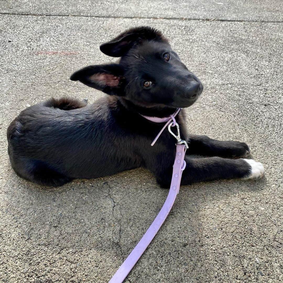 German Shepherd Border Collie mix puppy