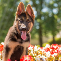 cute german shepherd puppy
