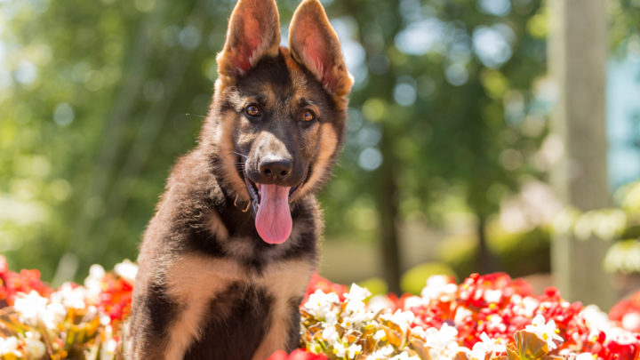 10 German Shepherd Breeders: The Finest Ones In America