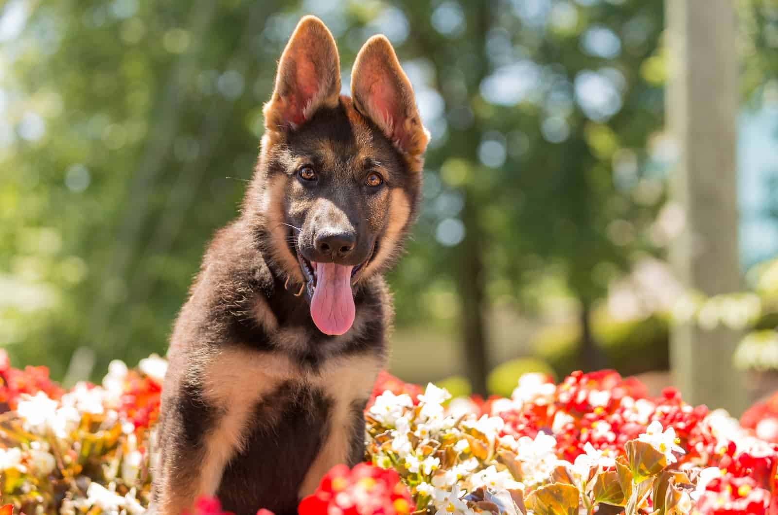 10 German Shepherd Breeders: The Finest Ones In America