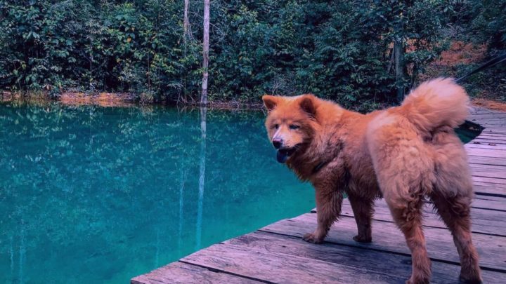 German Shepherd Chow Chow Mix: A Regal Crossbreed