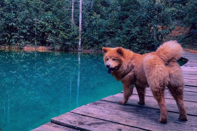 german shepherd chow chow mix