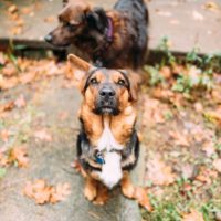 German Shepherd Corgi dog mix with one raised ear and one floppy ear looking into camera