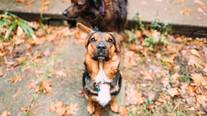 German Shepherd Corgi Mix: A Guide To The Corman Shepherd