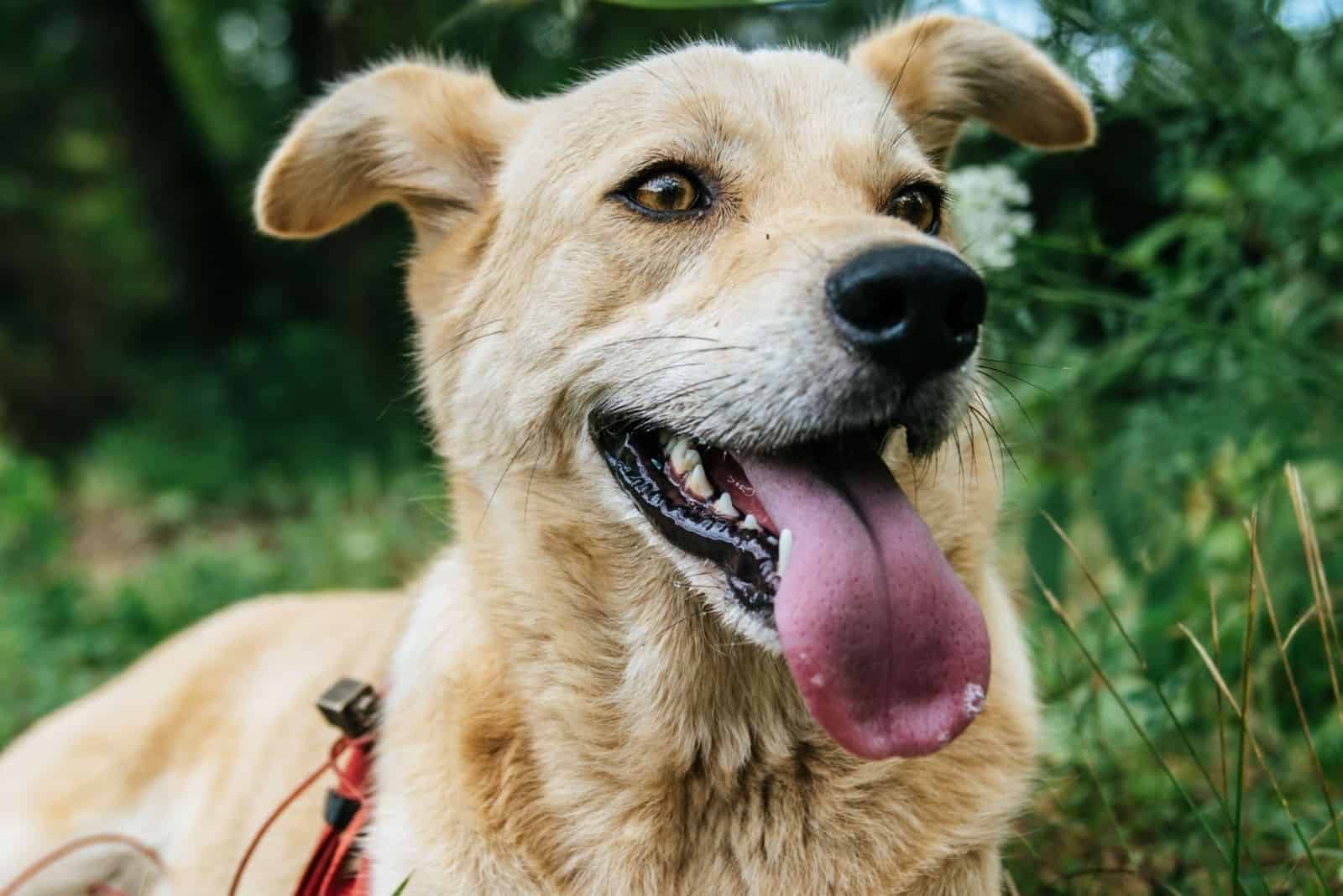 German Shepherd Husky mix dog smiling with tongue out