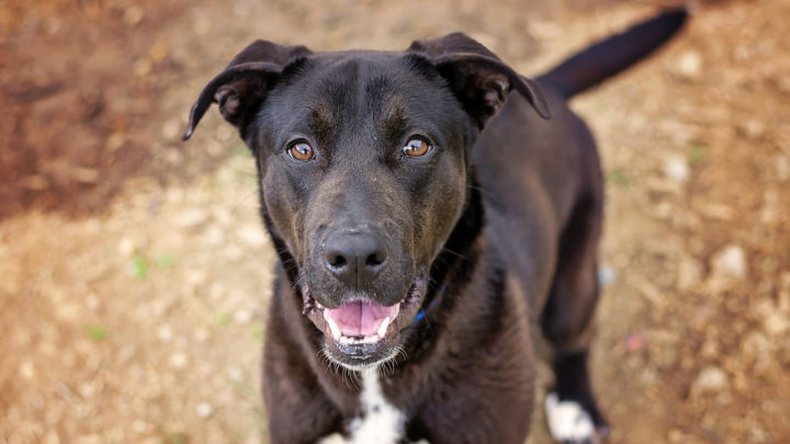 German Shepherd Lab Mix: The Two Most Popular Dogs In One