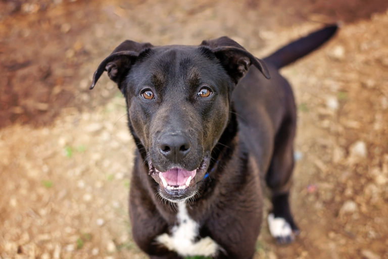 brown german shepherd lab mix dog