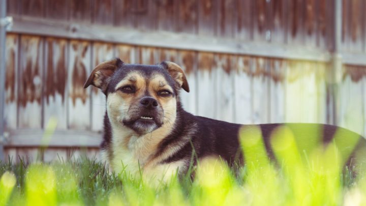German Shepherd Pug Mix: Is A Shug The Perfect Designer Dog?