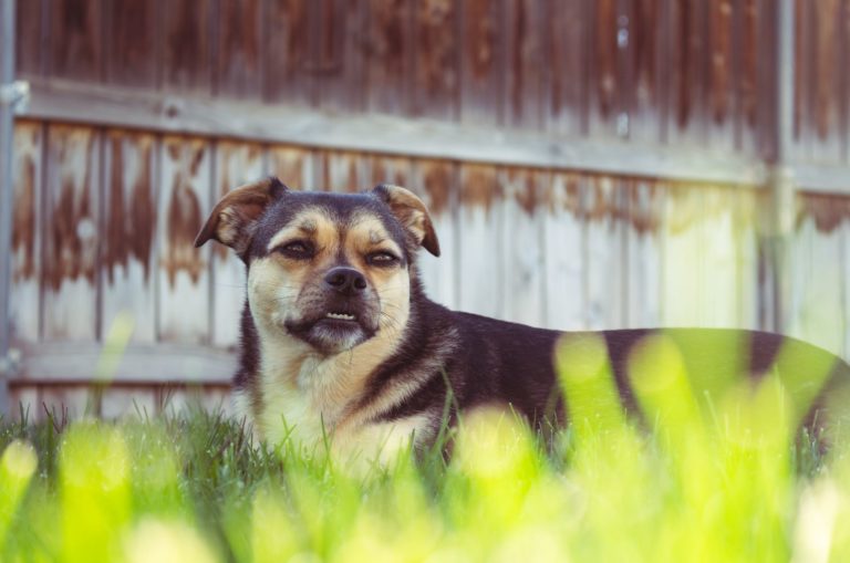 german shepherd pug mix sitting in grass