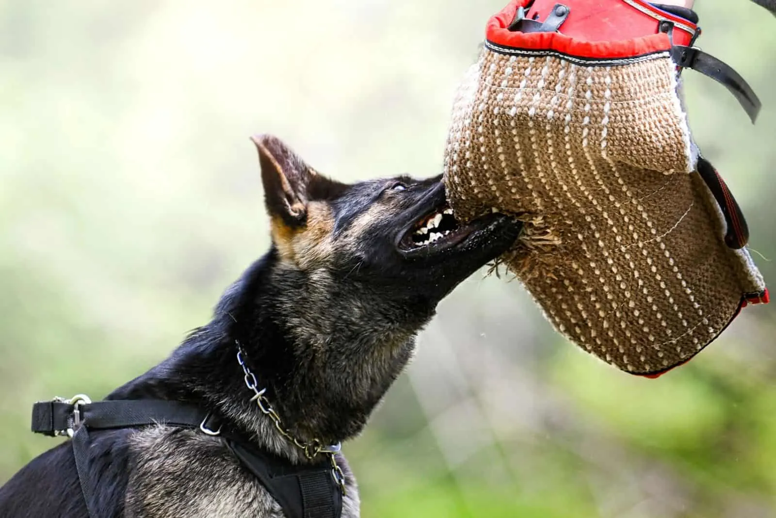 German shepherd aggressive dog train obedience 