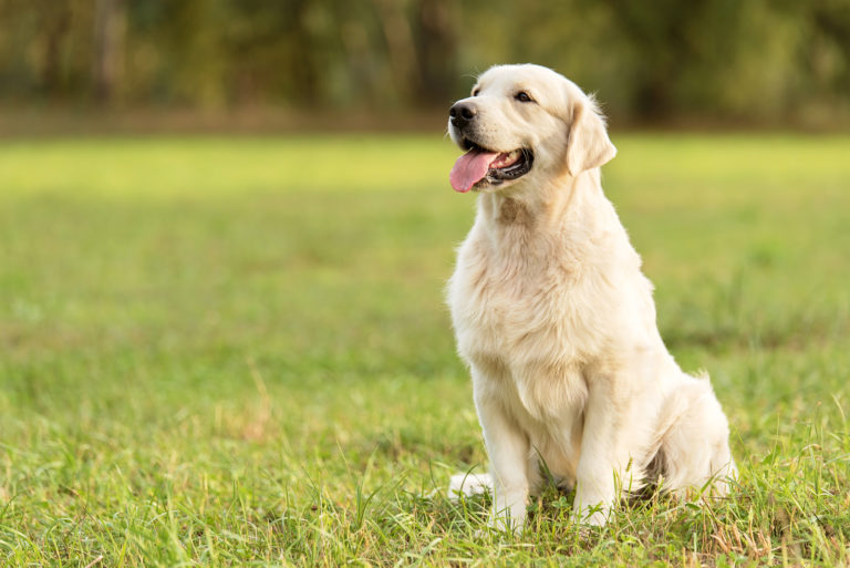 beautiful golden retriever sitting on the grass