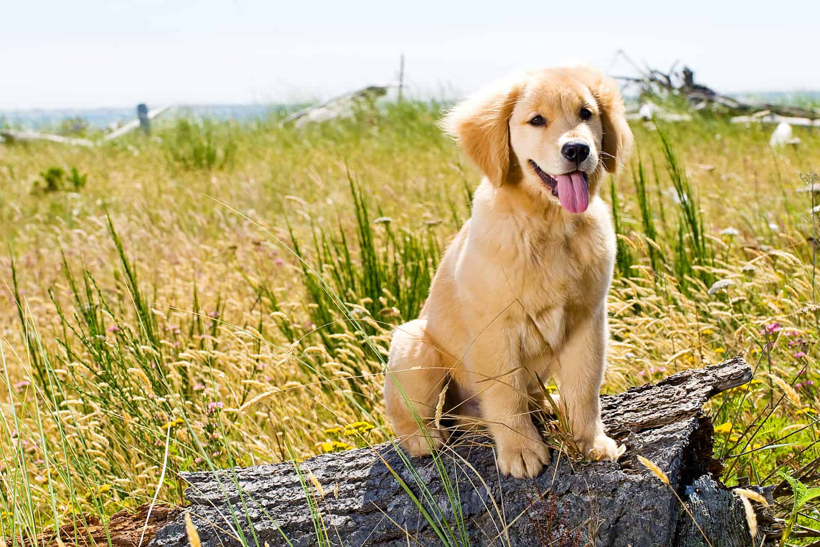 Golden Retriever Puppy Outside