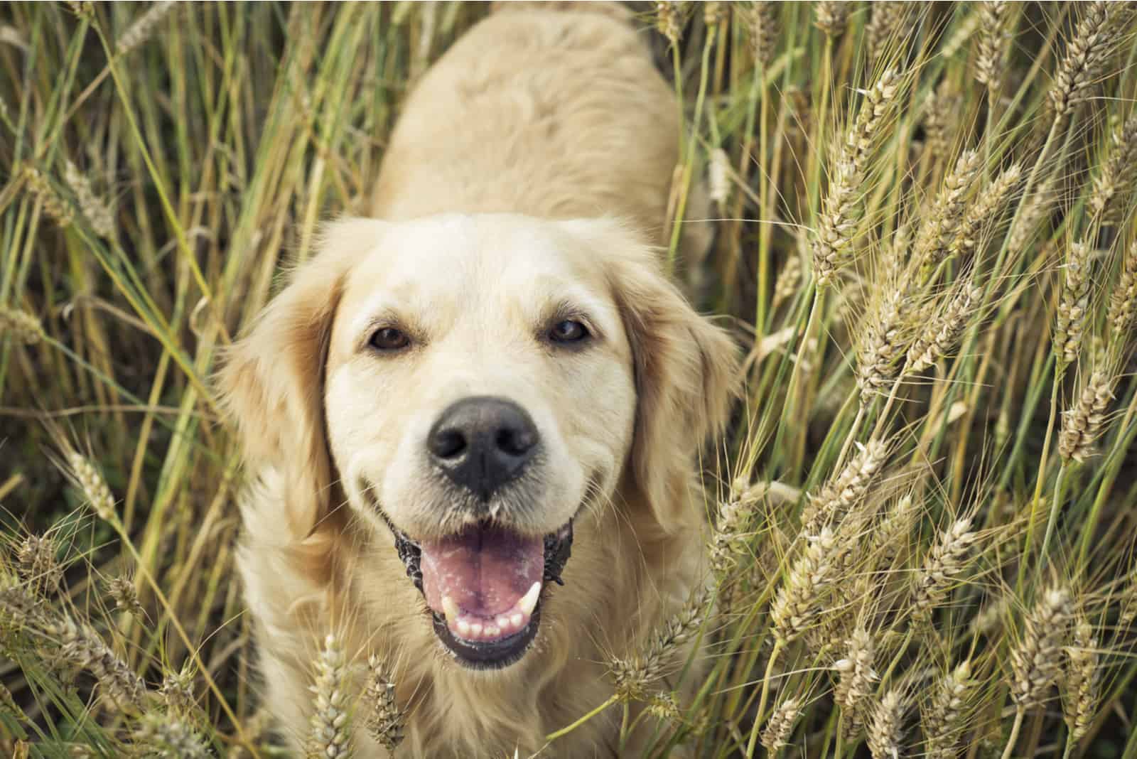 Golden retriever smiling at camera