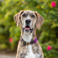 brindle great dane