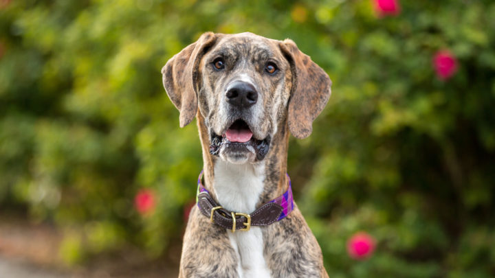 10 Best Great Dane Rescues For Adoption