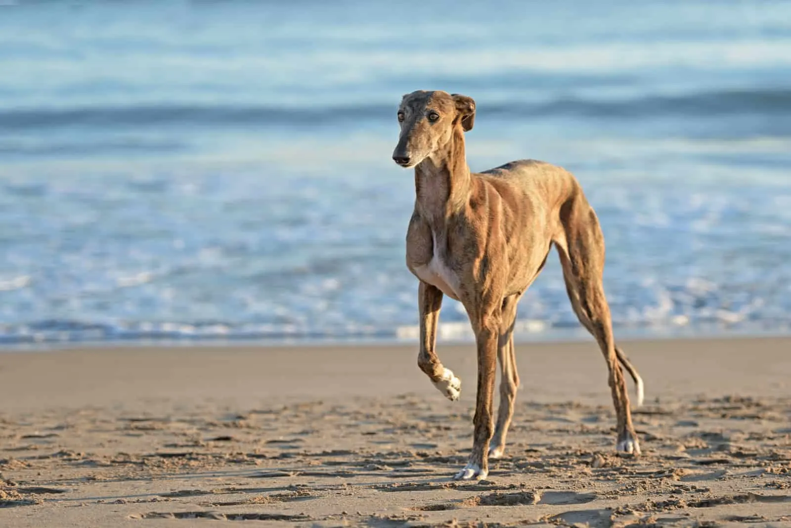 Greyhound dog outdoors at the beach