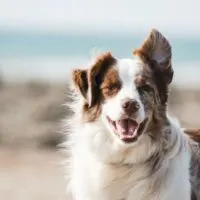 long-haired brown and white dog