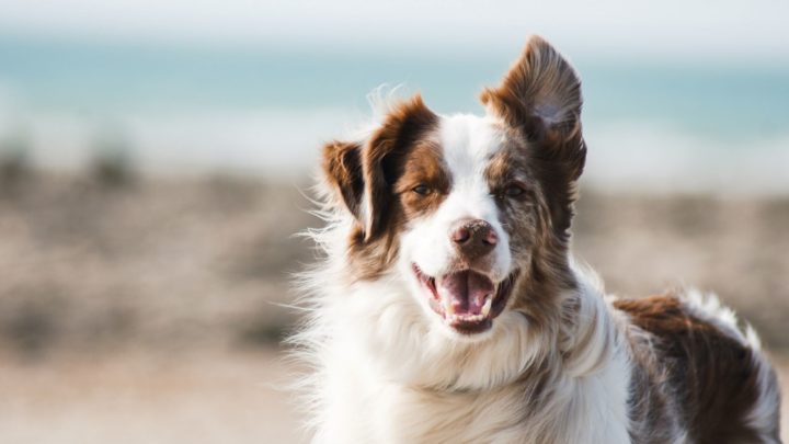 100+ Gun Names For Dogs: Aiming For The Most Unique Dog Name