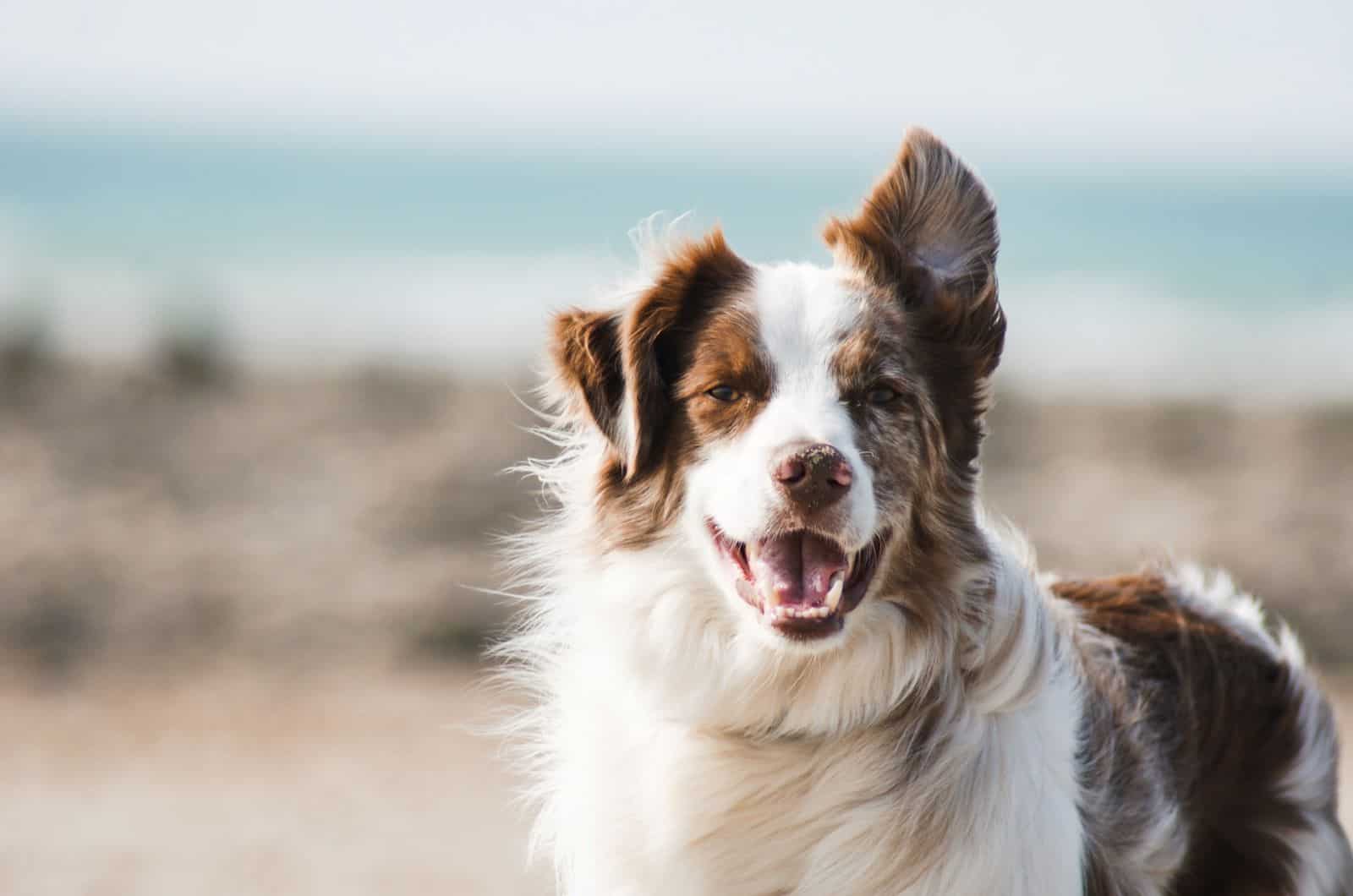 long-haired brown and white dog