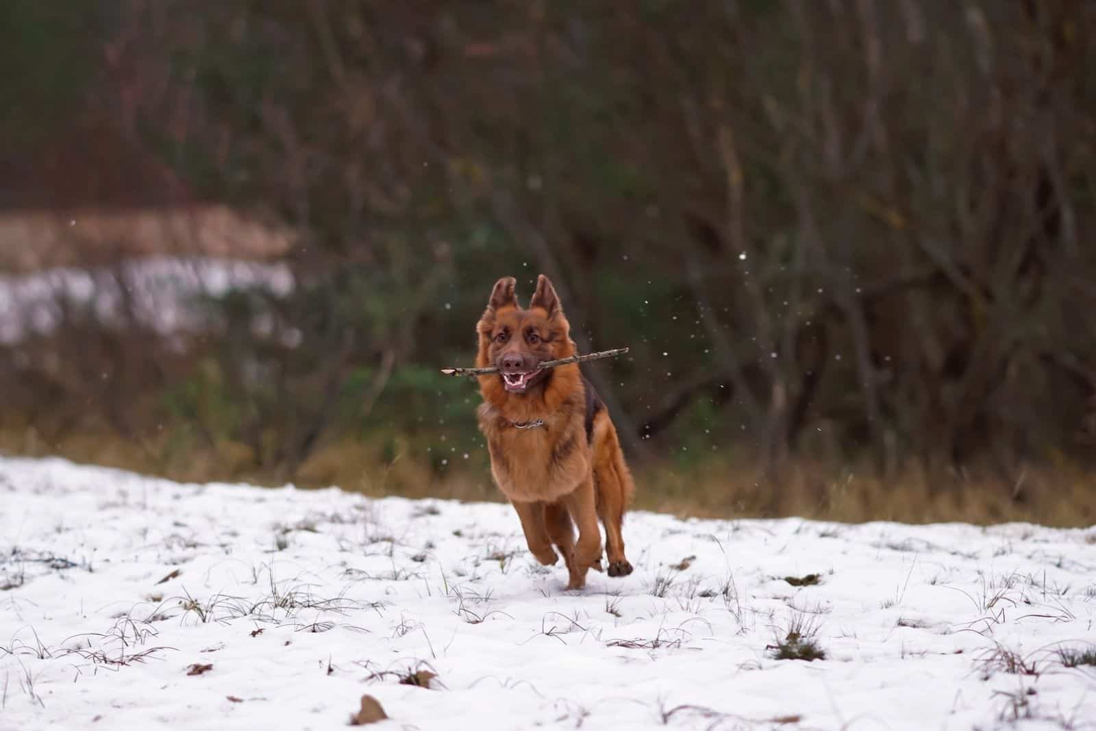 Happy long haired GSD running in the snow