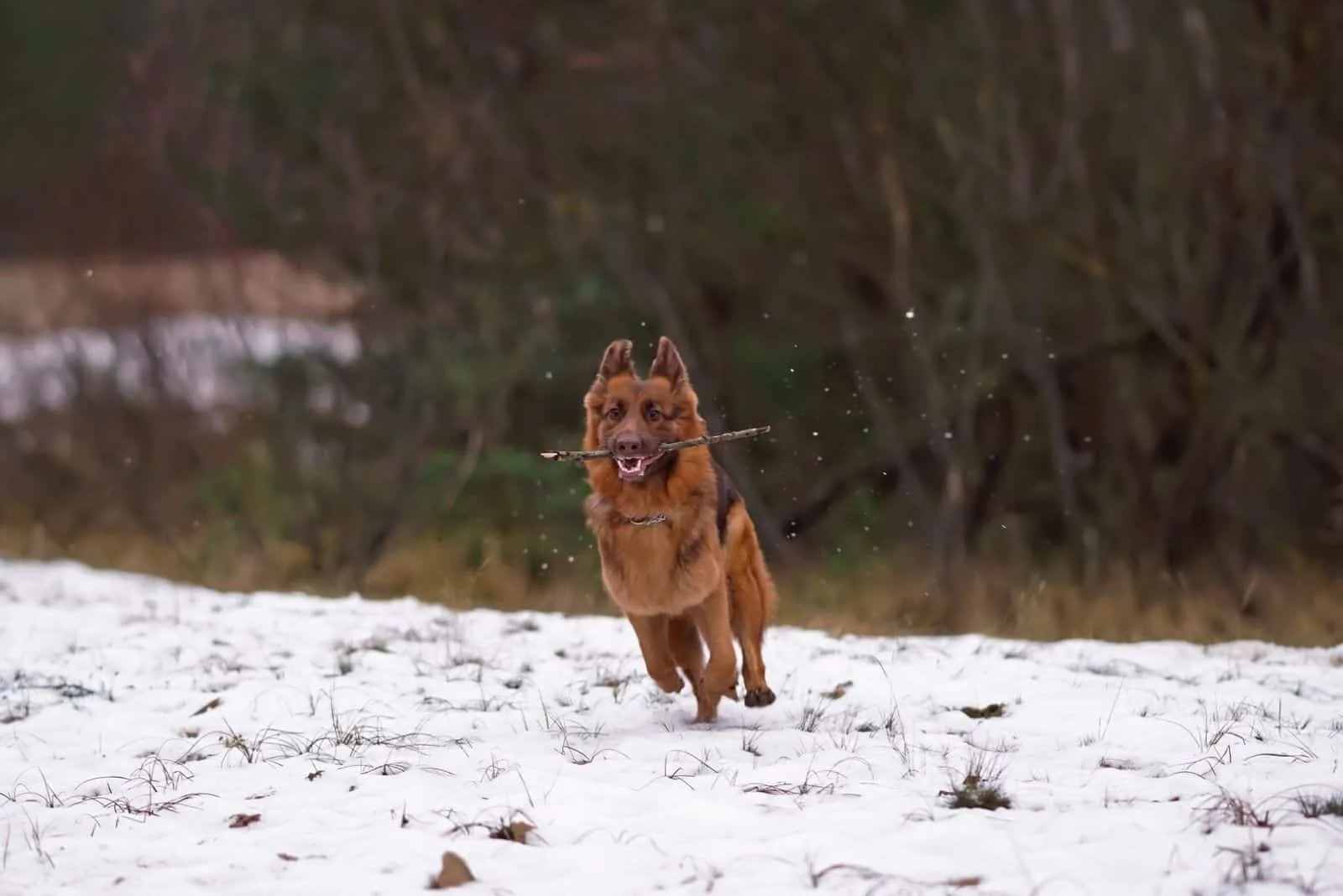 Happy long haired GSD running in the snow