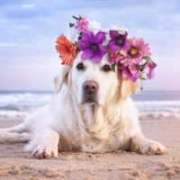 dog with flower crown on the beach