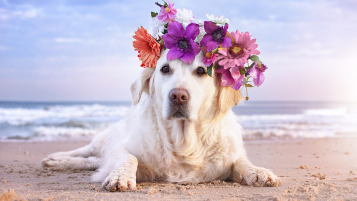 127 Interesting Hawaiian Dog Names You Should Check Out