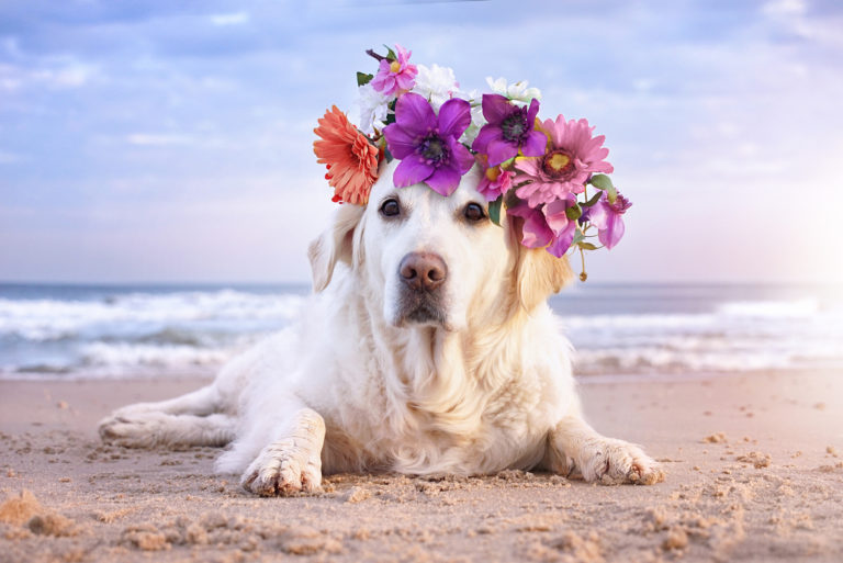 dog with flower crown on the beach