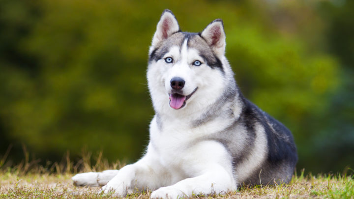 100+Husky Names: As Unique Names As The Breed Itself