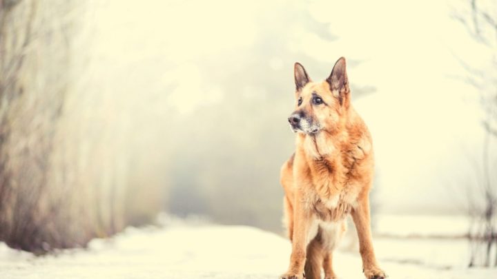 Isabella German Shepherd: Is This The Most Unique GSD Color?