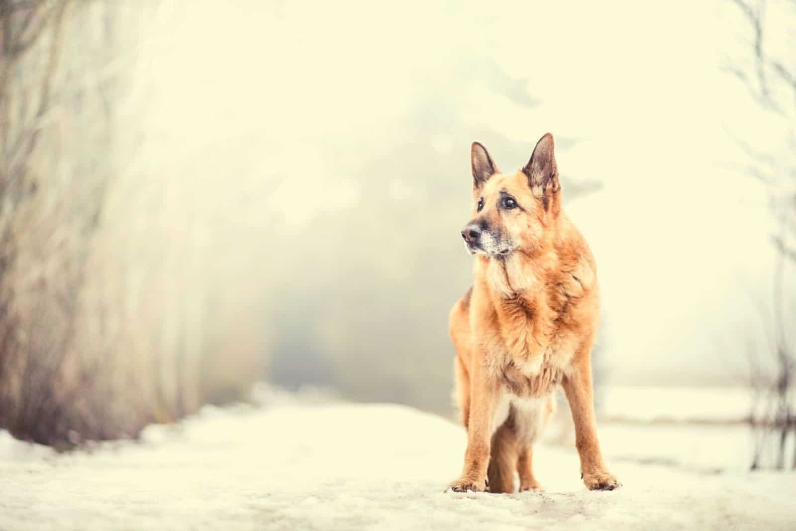 Dog portrait breed German Shepherd in the winter nature