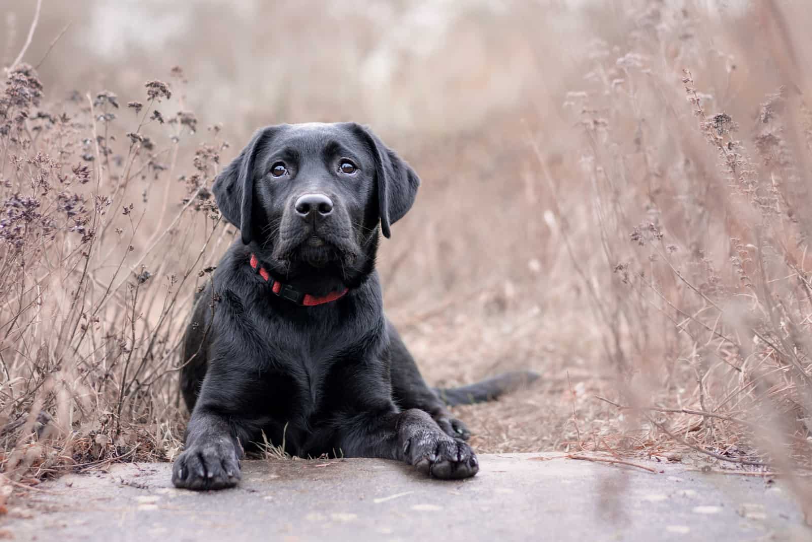 Labrador dog laying on the ground