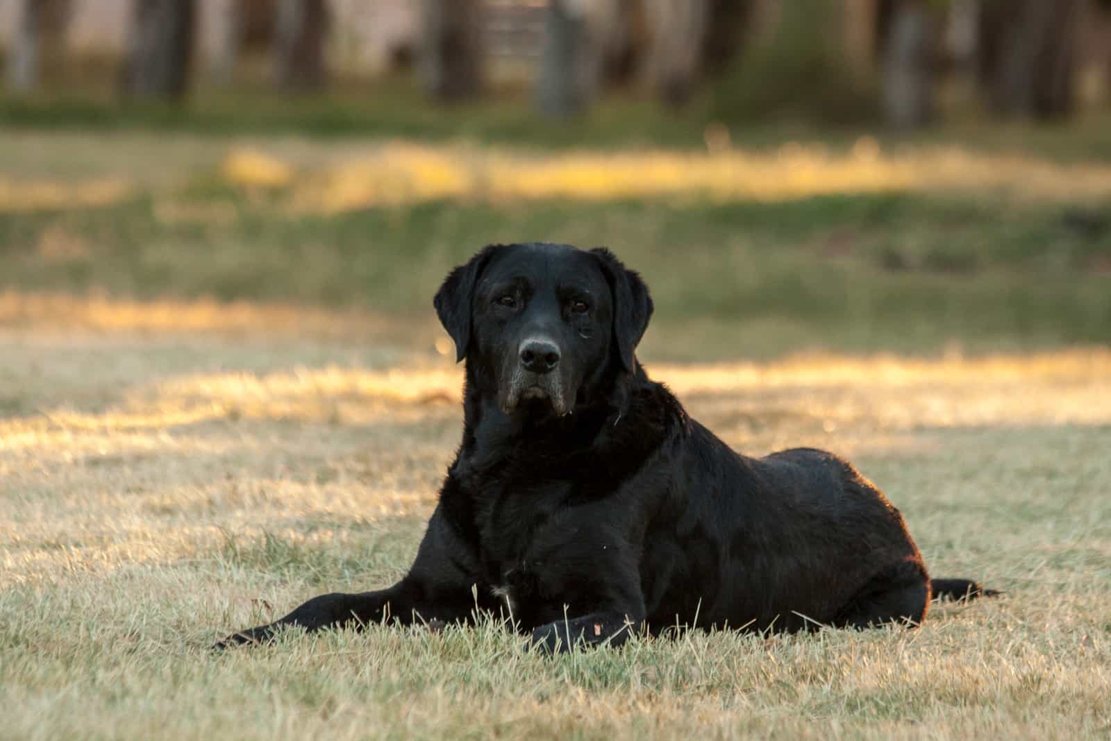 Large black dog lying on the grass 