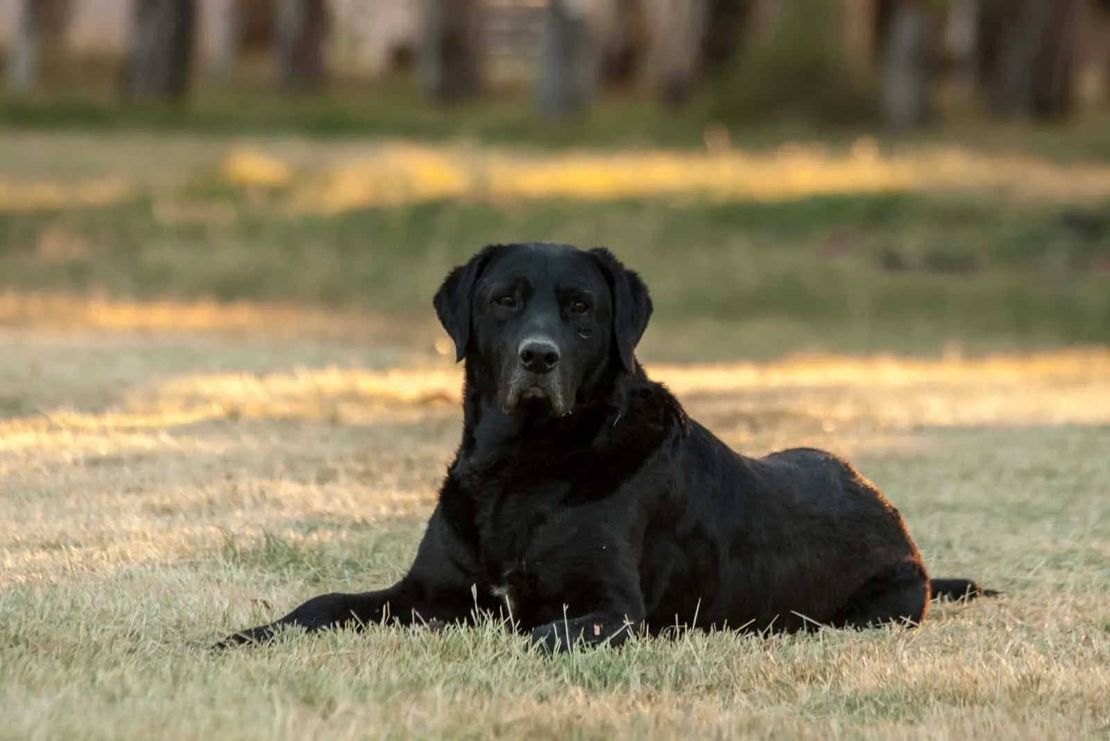 Large black dog lying on the grass 