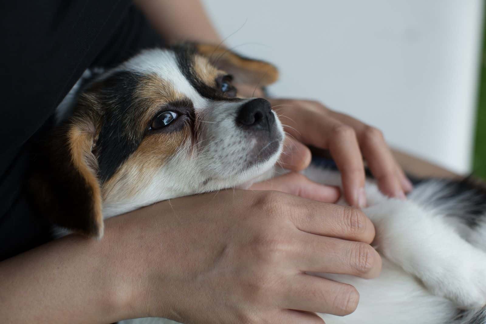 Little Puppy is laying down on the owner lap with a sleepy face. Selective focus point.