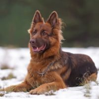 Adorable red and brown (or liver) long-haired German Shepherd dog with a chain collar posing outdoors lying down on a snow in winter