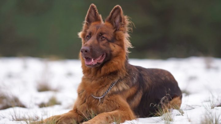 Liver German Shepherd: What’s So Unusual About These GSDs?