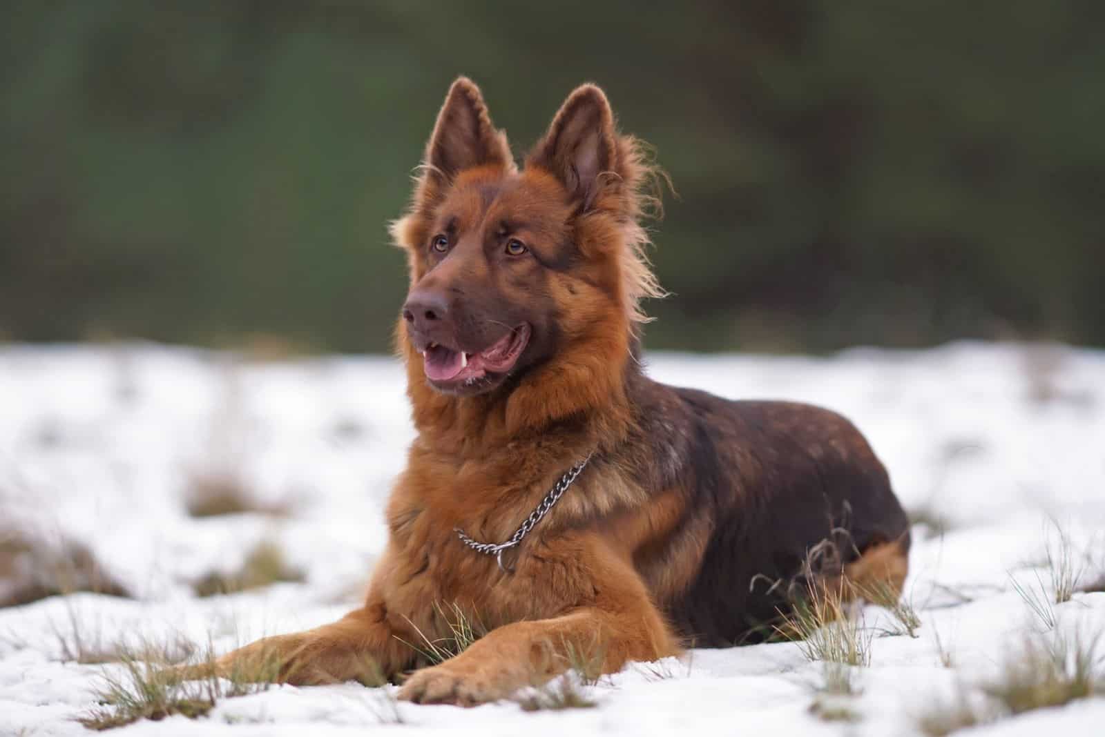 Adorable red and brown (or liver) long-haired German Shepherd dog with a chain collar posing outdoors lying down on a snow in winter