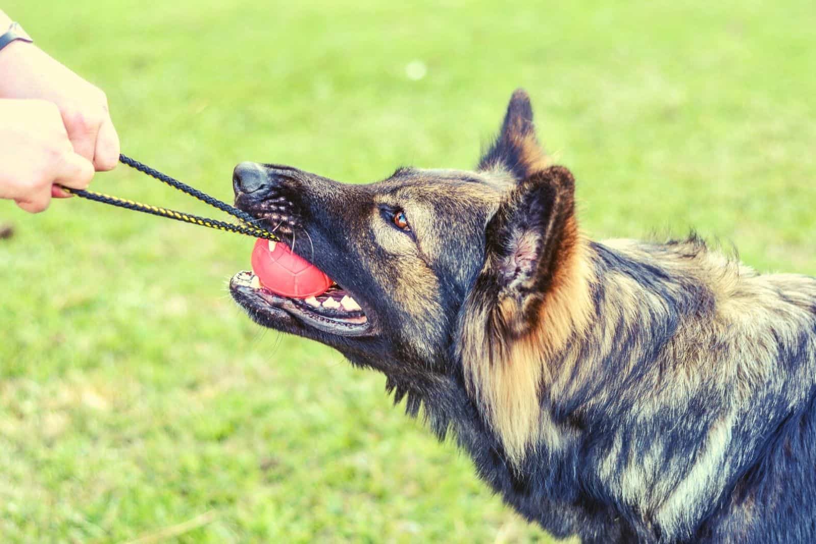 Long Coat Sable German Shepherd training and playing tug with rubber ball