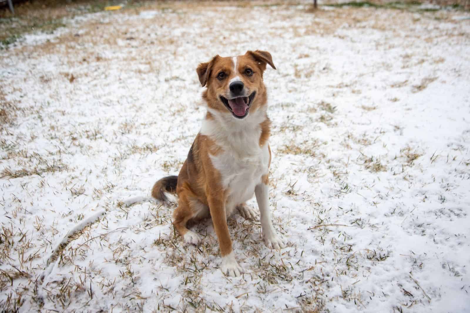 Orange Red Border Collie Corgi Mix Happy Smiling Dog in the Snow