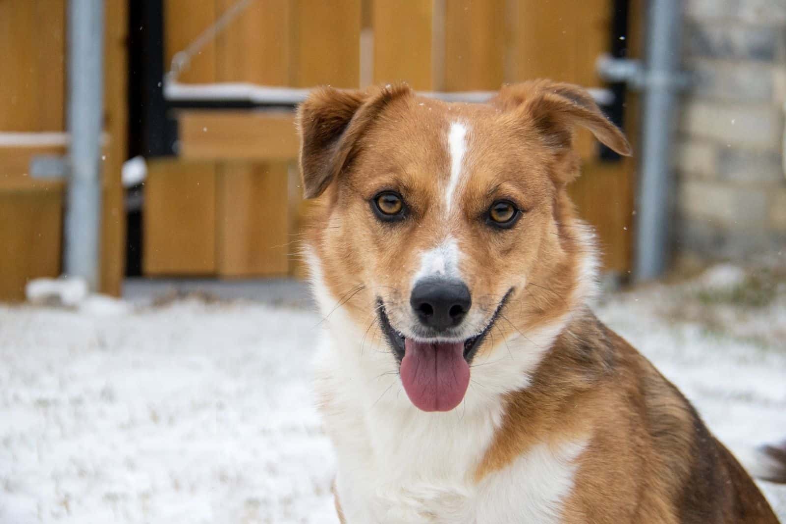 Orange Red Border Collie Corgi Mix Happy Smiling Dog in the Snow