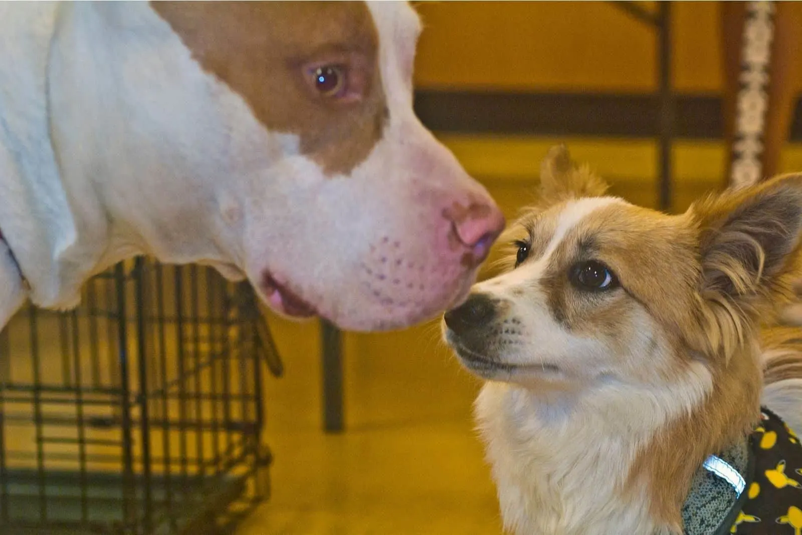 Pit bull and Corgi have a meet and greet at adoption fair sniff nose ears up