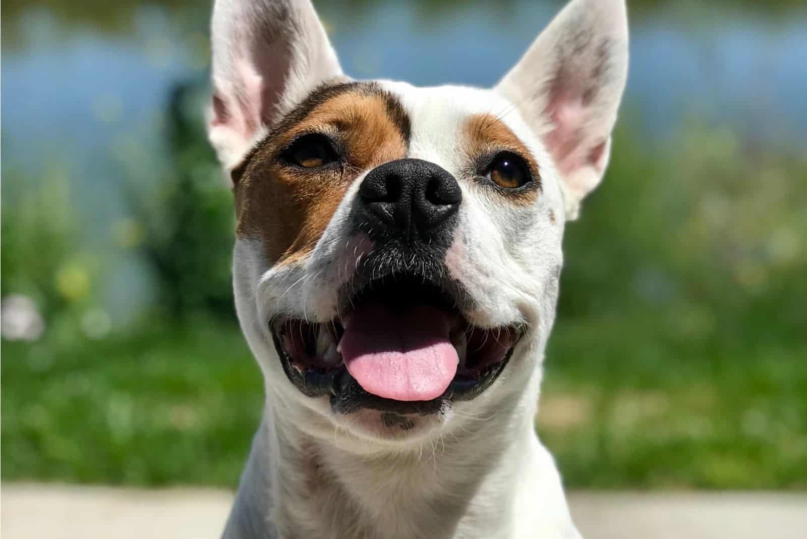Pit bull and corgi mix might just be the cutest thing on earth.