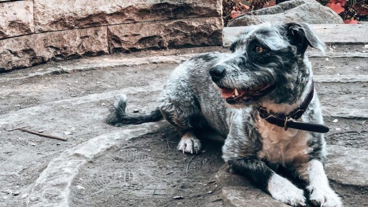 Pitbull Poodle Mix: All Information On The Pit Boodle
