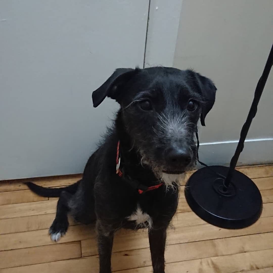 black Pitbull Poodle dog