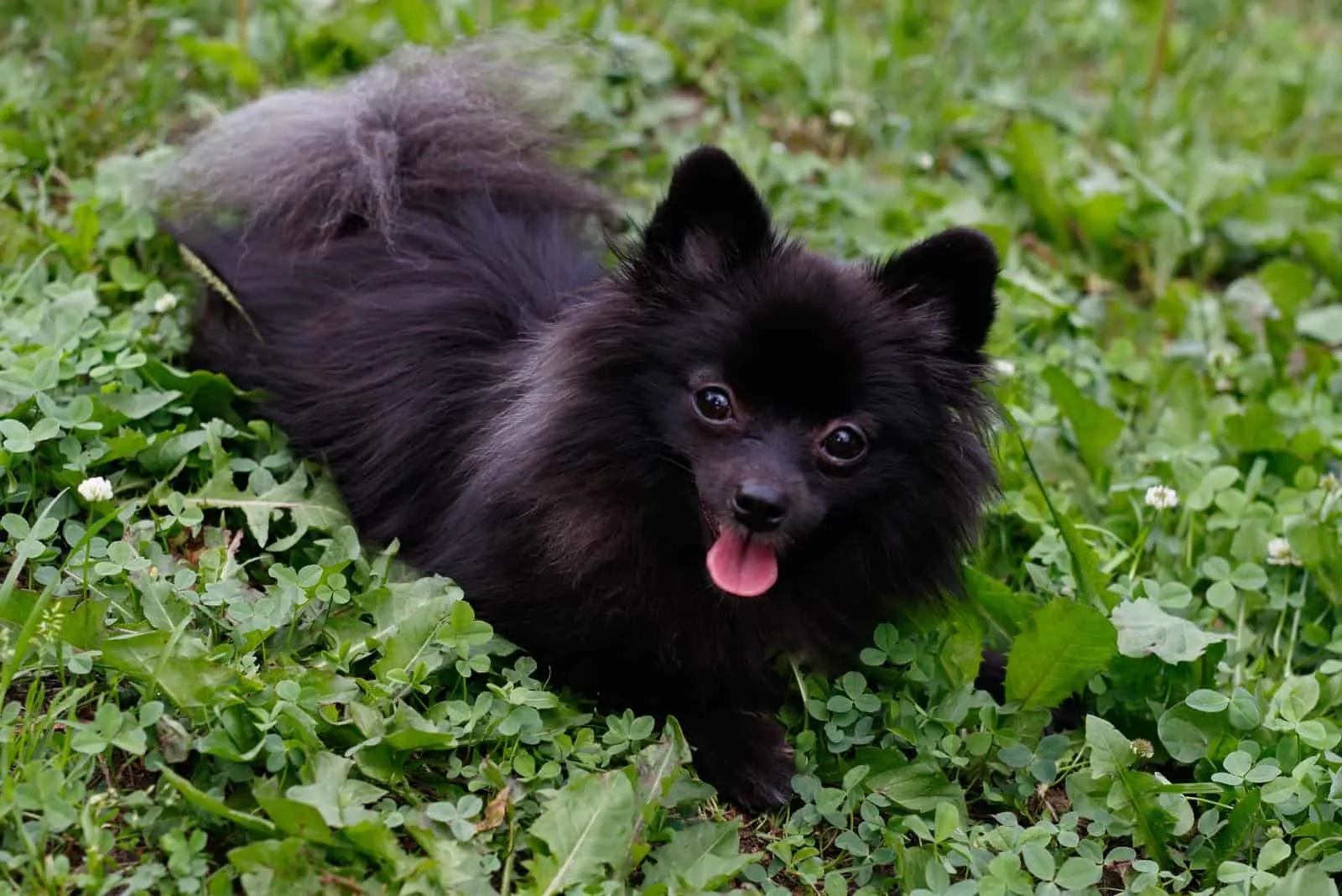 black Pomeranian dog outdoors