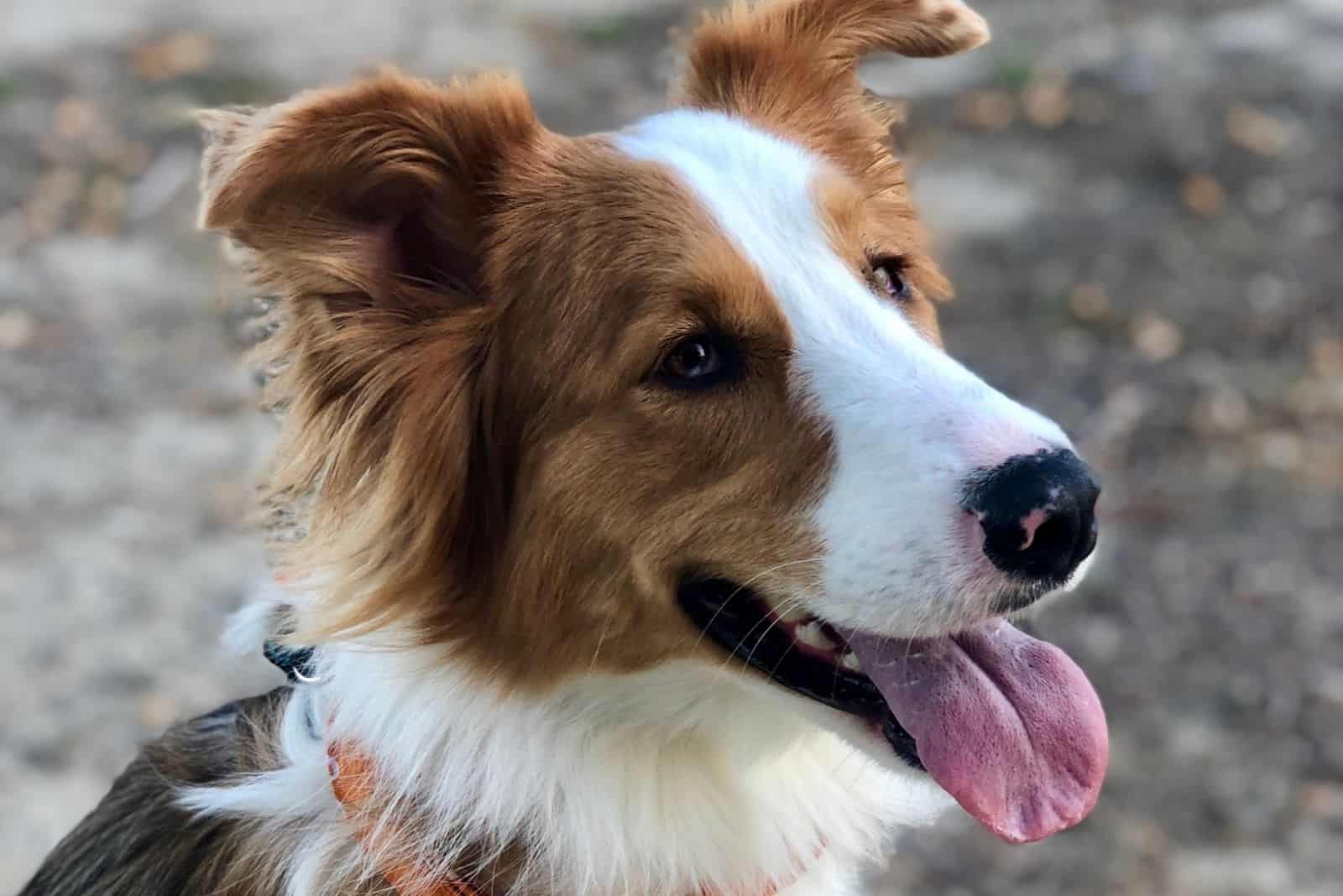 Portrait of a German Shepard/Australian Shepard mix