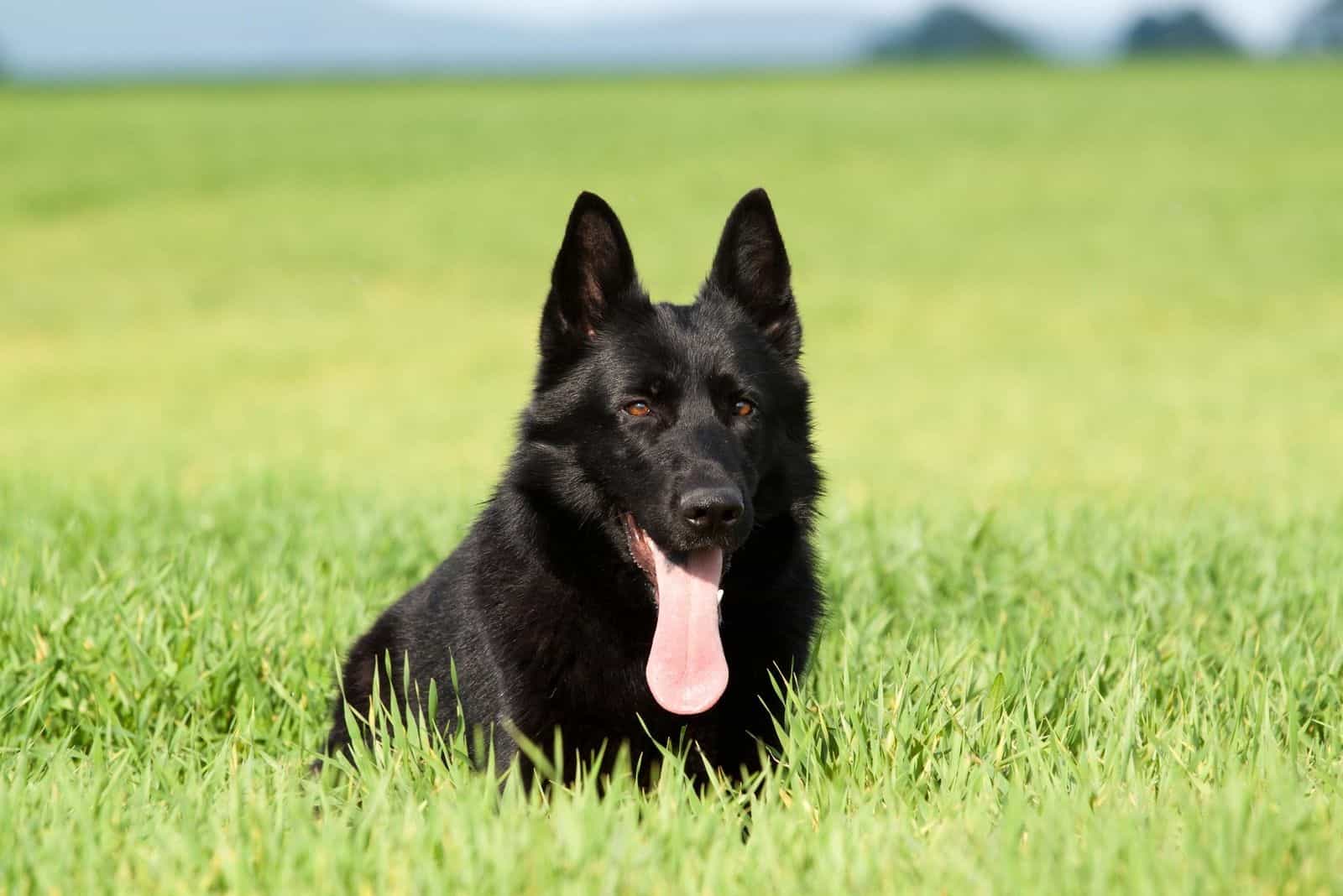 Portrait of a beautiful german shepherd or alsatian dog hiding in the grassland