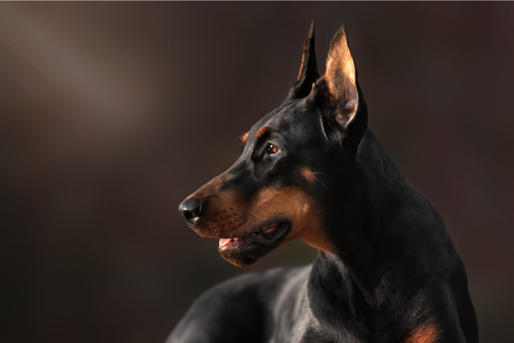 Best Brush For Doberman Pinscher 12 Picks To Choose From