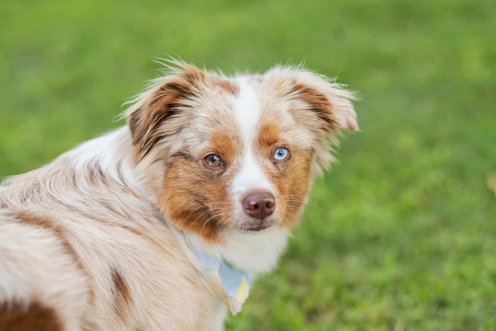 Red Australian Shephard toy looking back 